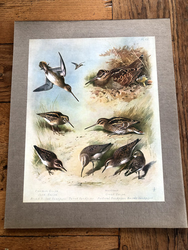 1900s large cromolithograph - , of