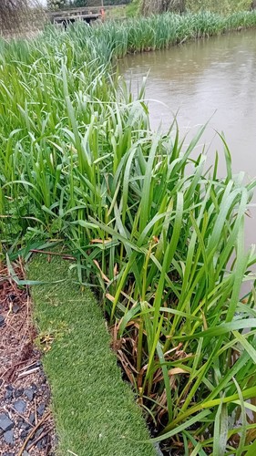 Pond plants - pond, reeds