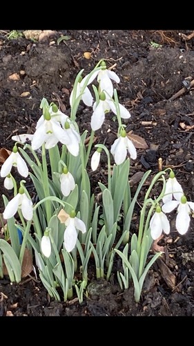 Galanthus elwesii mrs - elwesii, 'mrs