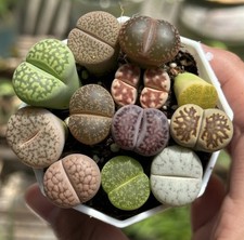 Lithops Mixed Succulent Seeds