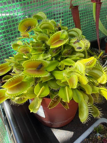 Venus fly trap plant - venus, seeds