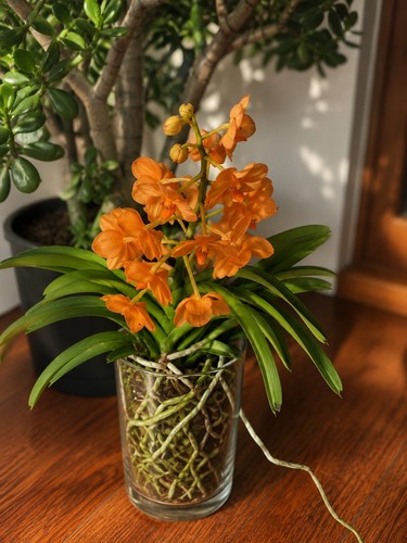 Orchid vanda rear - vanda, orange