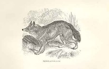 Old Antique Print Jackal 1862