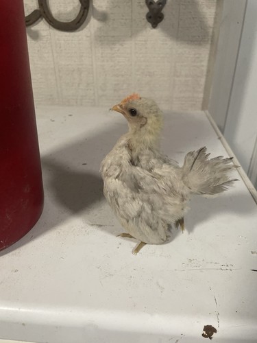 Serama silkied hatching eggs - serama,