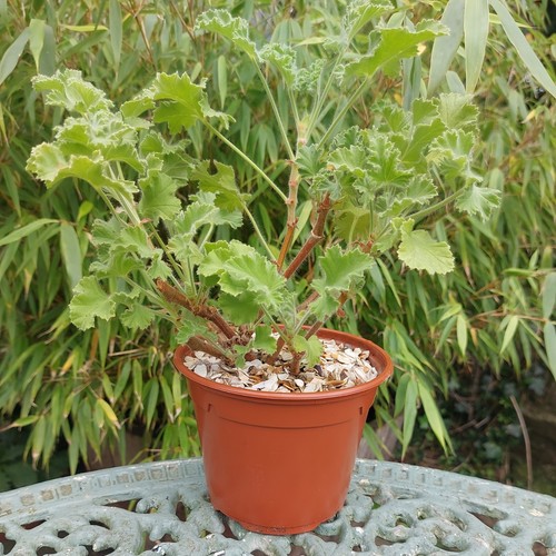 Scented geranium pelargonium - scented,