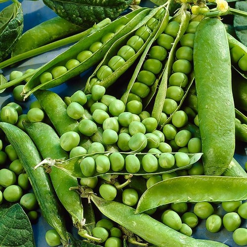 Heavy early crop peas - crop,