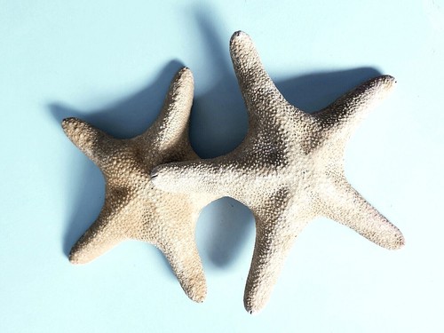 Large natural dried starfishes - large,