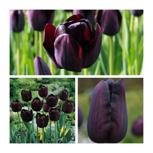 Queen night tulip 15 - night,