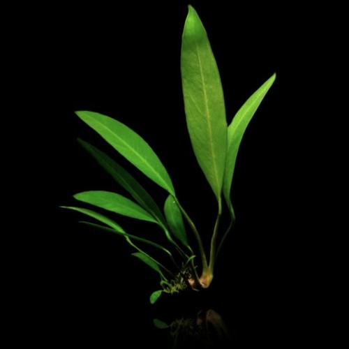 Anubias glabra large - large, live