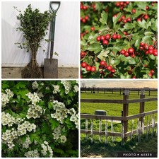 50 Hawthorn Hedging Plants