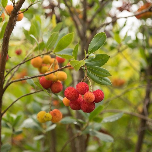 Arbutus unedo strawberry - unedo, tree
