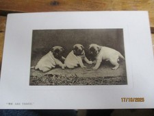 We Are Three Little Pug Dog Puppies Real Photograph Postcard U/P c1910s BIJOU