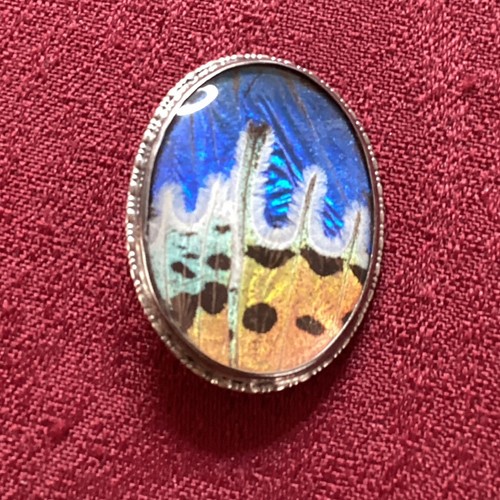 Butterfly wing brooch - wing,