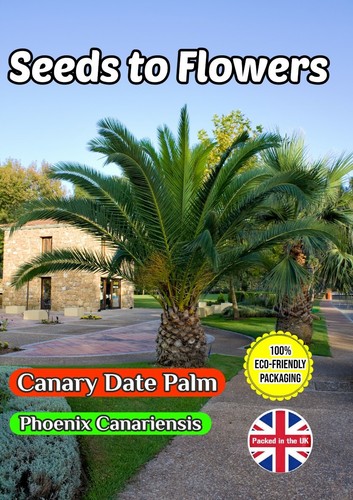 Canary date palm phoenix - canary,