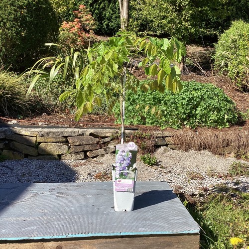 Wisteria sinensis caroline - x,