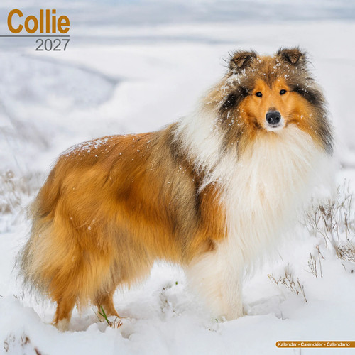 Collie 2027 calendar dog - collie,