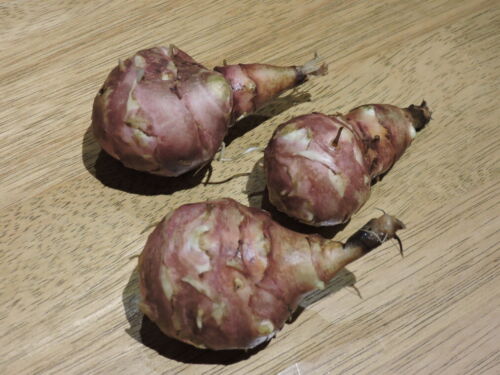Jerusalem artichoke red - artichoke, fuseau