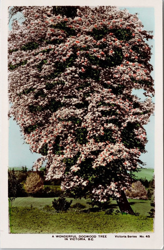 Victoria dogwood tree - bc,