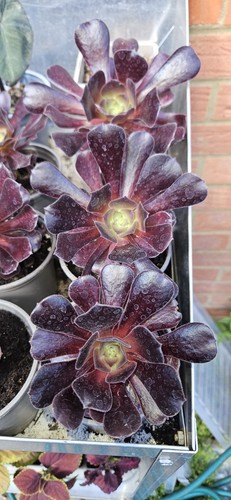 Aeonium fully rooted 9cm - rooted.,