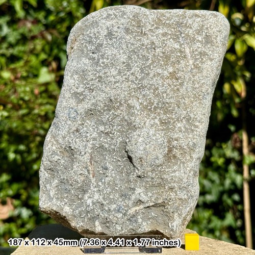 Jurassic crinoid star slab - crinoid,