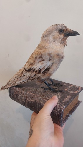 Taxidermy jack daw wall - taxidermy,