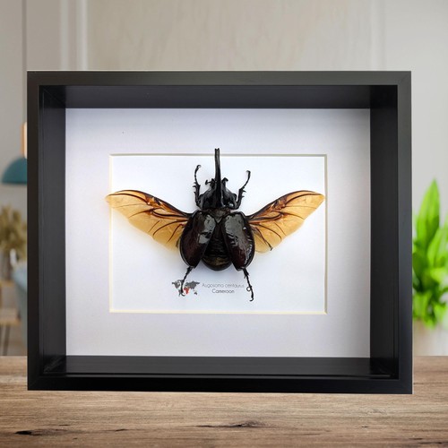 Framed centaur rhino beetle - framed,