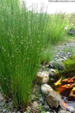 Juncus effusus / soft Rush