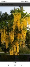 Laburnum Golden Rain Tree