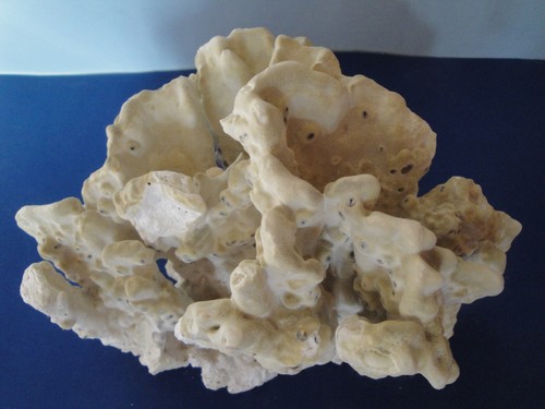 Fire coral aquarium - 9",