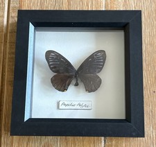 Black Framed Single Taxidermy