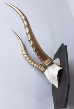 African Springbok Gold Horns. Antlers. Taxidermy. Skull. Antelope. Gazelle. 
