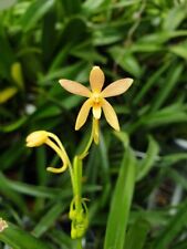 Rare Vanda Twinkle orchid plant  FS , not in bloom , mounted