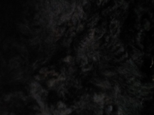 100 raw alpaca fleece - fleece, from