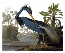 Audubon Louisiana Heron 30x44