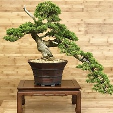 Juniper Tree Bonsai Starter