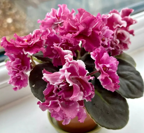 African violet fresh cut - 2,