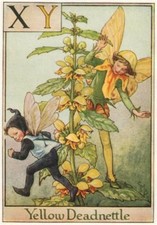 XY = Yellow Deadnettle Fairy