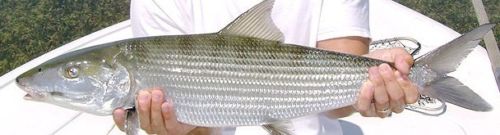 Fly fishing combo bonefish - combo,
