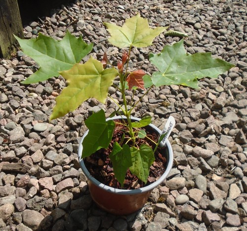 Acer platanoides norway - acer,
