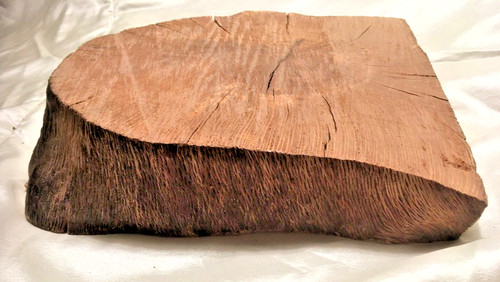 Holm oak wood log slab - holm, /board