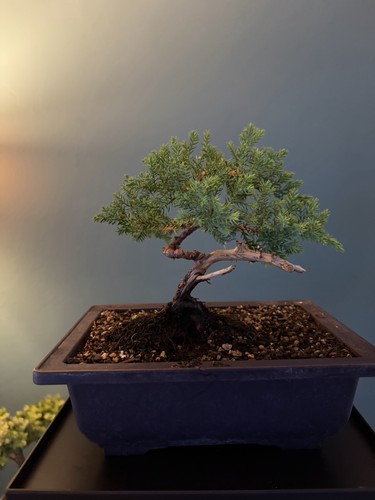 Juniper bonsai starter - juniper,
