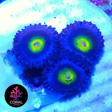 AOI 3Heads Zoa Frag WYSIWYG