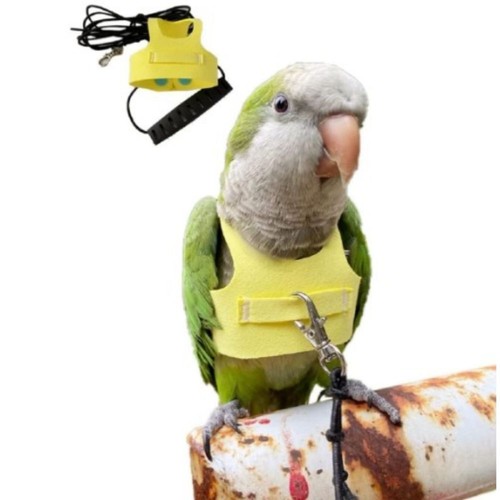 Outdoor activities bird flying - activities,