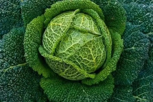 Savoy cabbage vertus - ,, plug