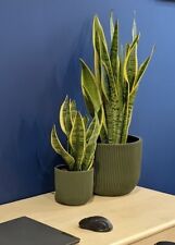 Snake Plant (Sansevieria) -