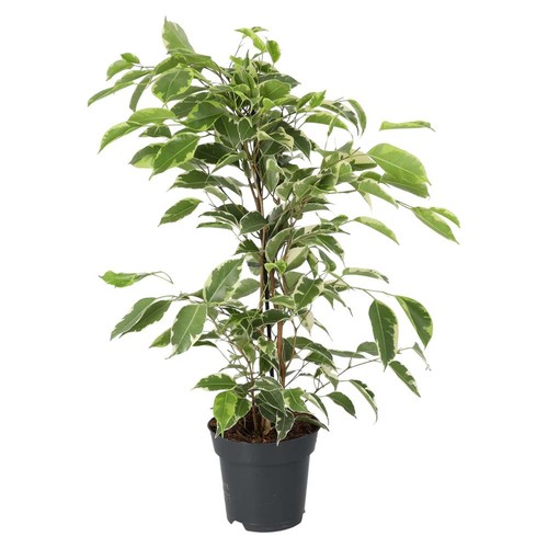 Weeping fig variegated - weeping, ‘variegated’