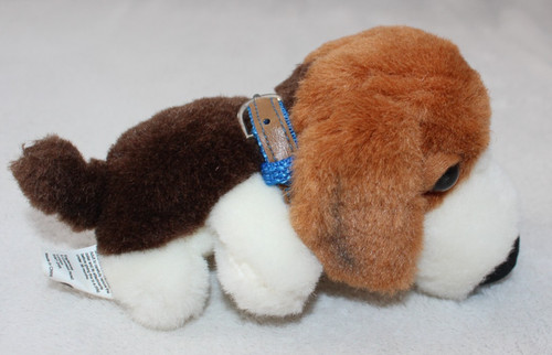 Beagle dog small - dog,