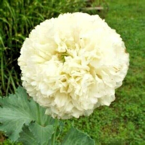 Poppy cream peony papaver - cream,