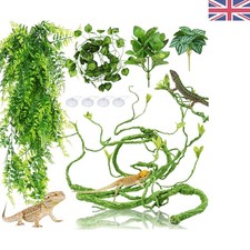 Bearded Dragon Habitat