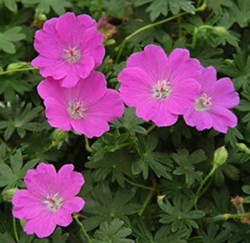 Hardy geranium sanguineum max - sanguineum, 'max